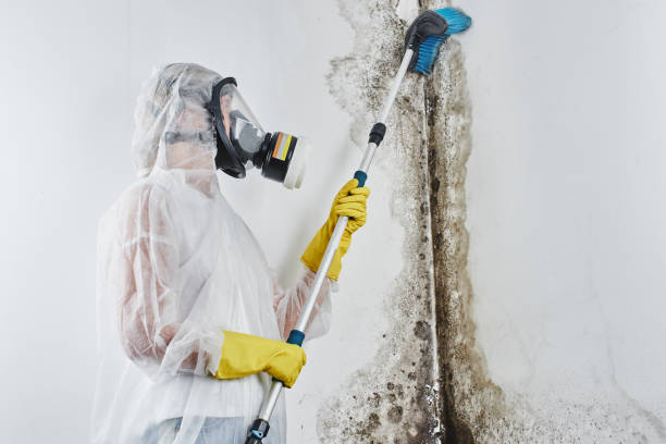 Best Mold Remediation  in Topeka, KS