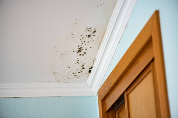 Best Home Mold Removal  in Topeka, KS