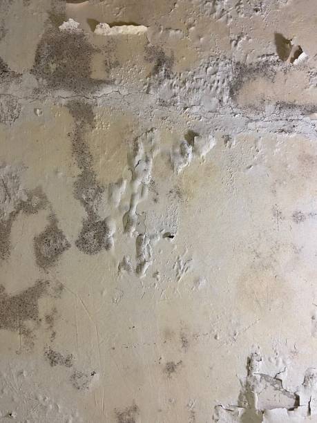 Best Black Mold Removal  in Topeka, KS