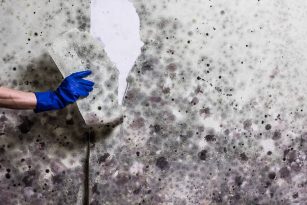 Best Fast Mold Removal  in Topeka, KS