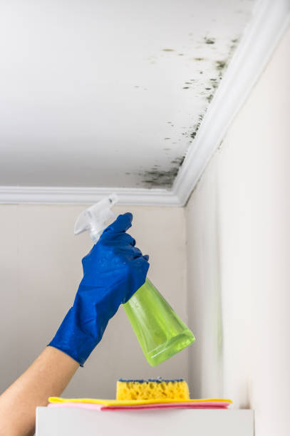Best Black Mold Removal  in Topeka, KS